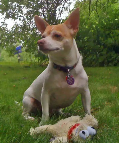 Jackahuahua sitting on the grass with its stuffed toy in front of him and looking sideways
