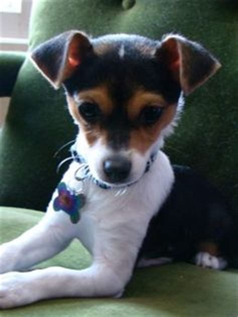 Jack-Chi puppy lying on the couch