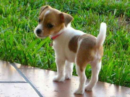 Jack-Chi puppy standing on the floor next to the green grass