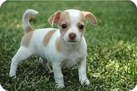 Jack-Chi puppy walking on the green grass