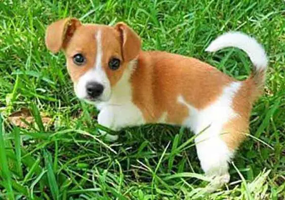Jackhuahua puppy walking in the green grass