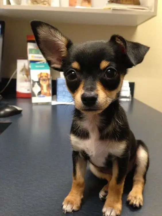 Jack-Chi sitting on the top of the table with its one ear up