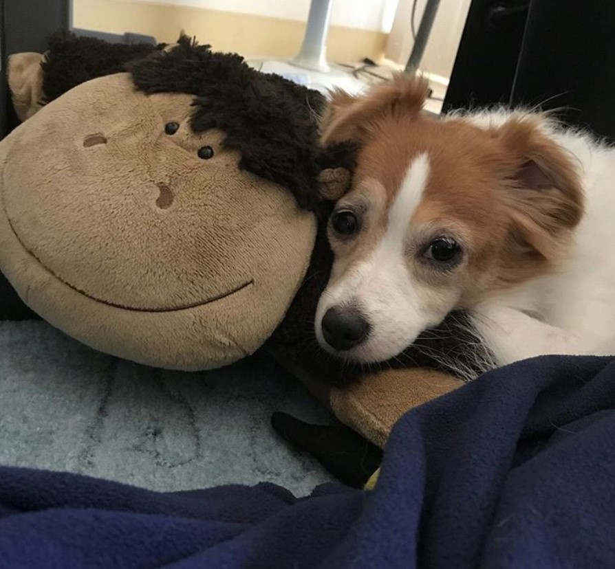 Jackhuahua lying on the bed next to its monkey stuffed toy