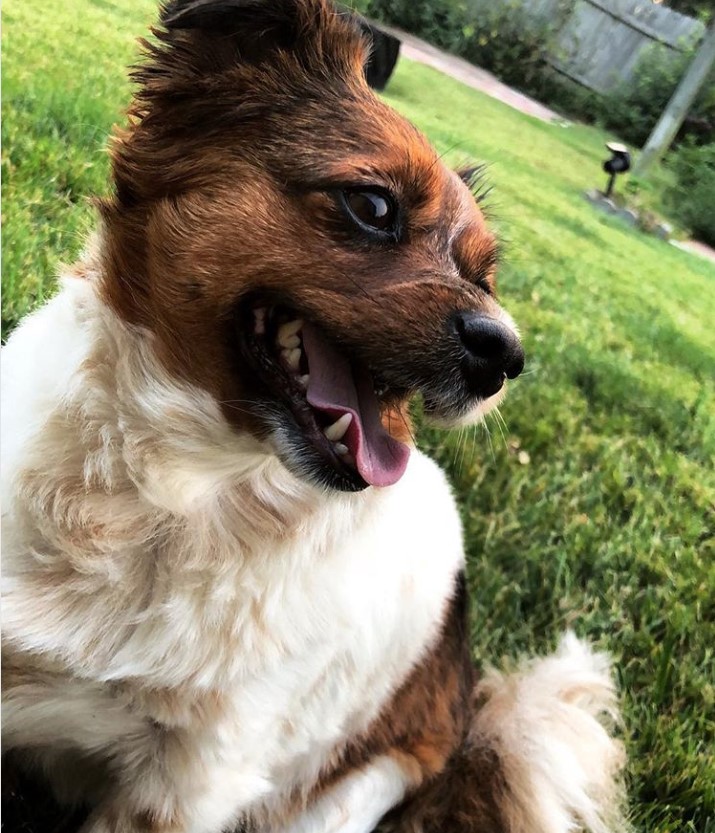 Jack-Chi lying on the green grass at the park while looking sideways