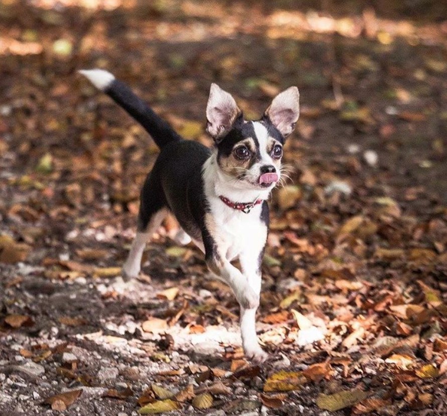 Jack-Chi walking on the ground with dried leaves while licking its mouth