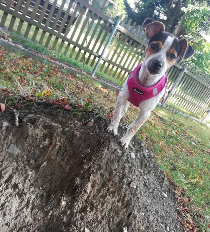 Jack-Chi standing behind the big dug hole in the backyard
