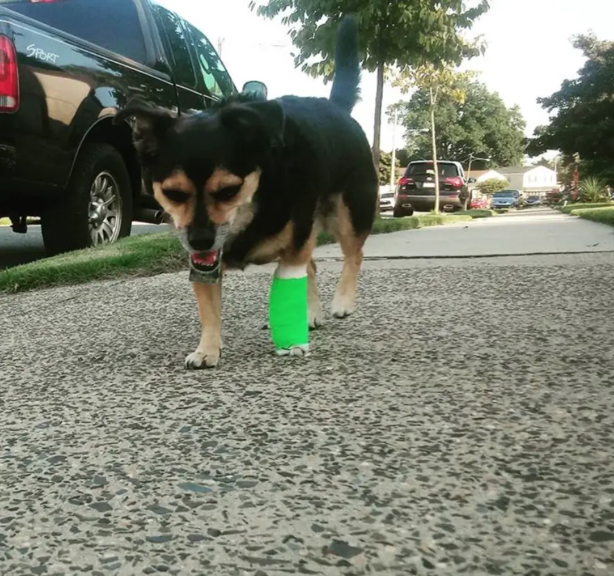 Jackhuahua with its one leg wrapped while walking in the street