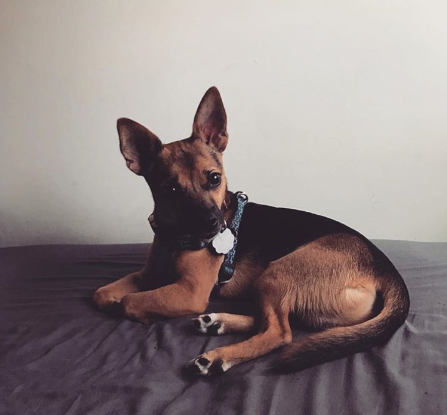 Jack-Chi lying on the bed while curiously staring sideways