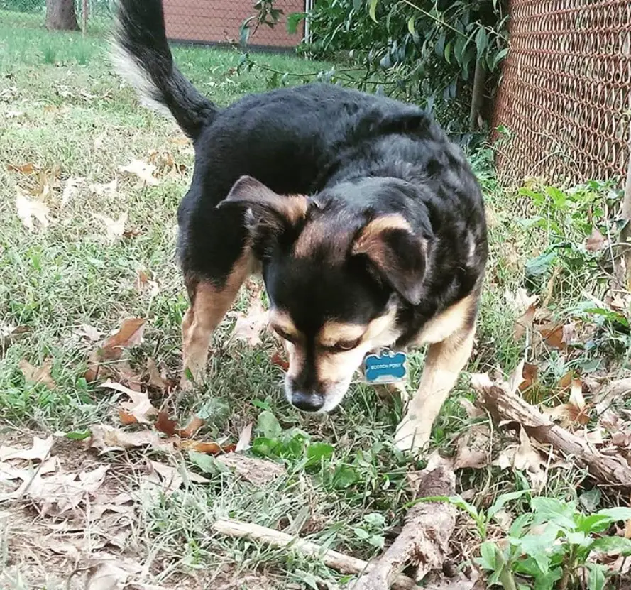 Jackhuahua smelling the ground in the backyard