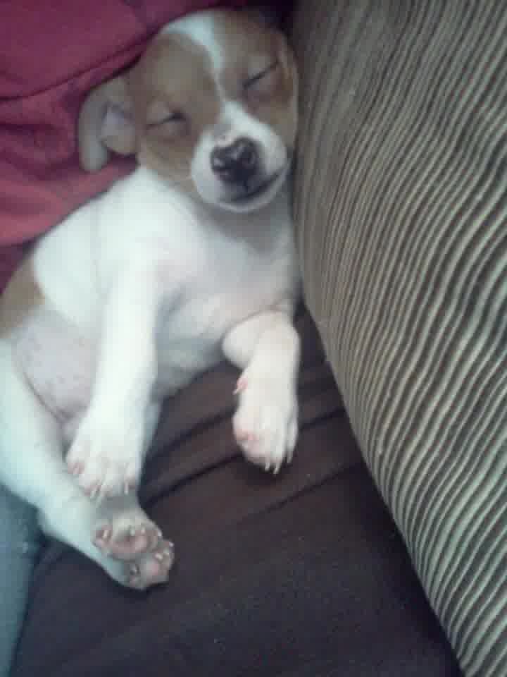 Jack-Chi sleeping soundly on the couch