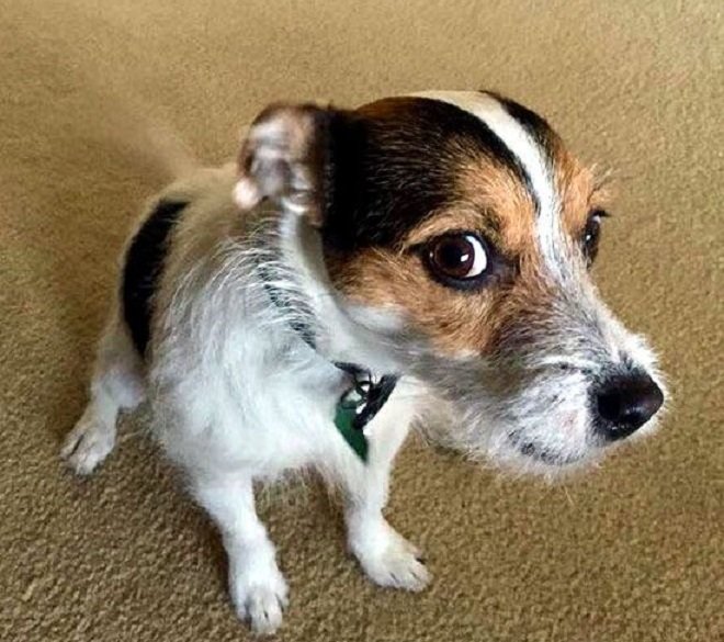 gifts for jack russell lovers