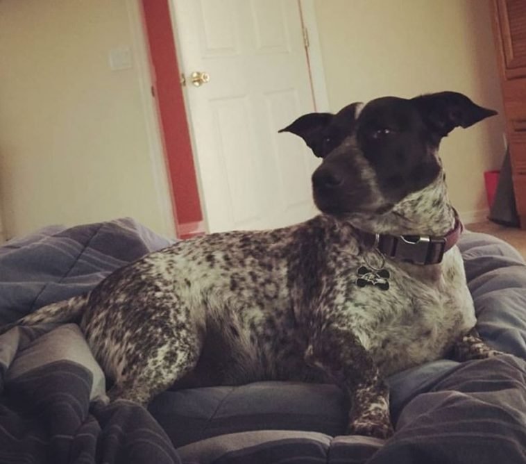 16 Labradors Mixed With Jack Russell Terrier The Paws