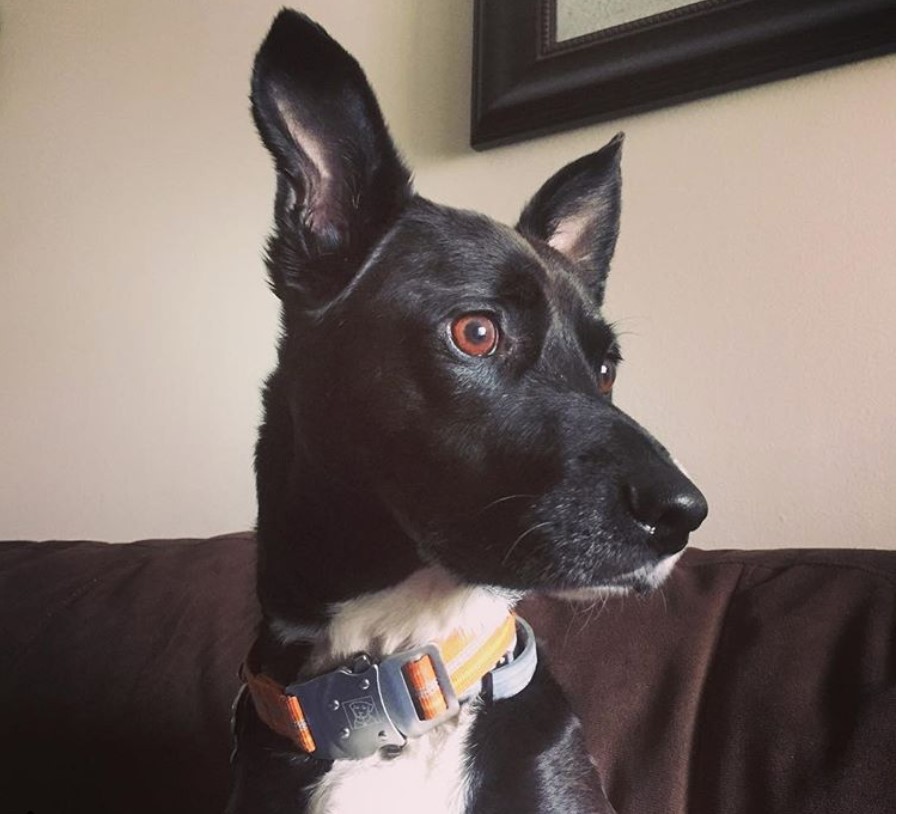 Jack Russell Terrier sitting on the couch while looking sideways