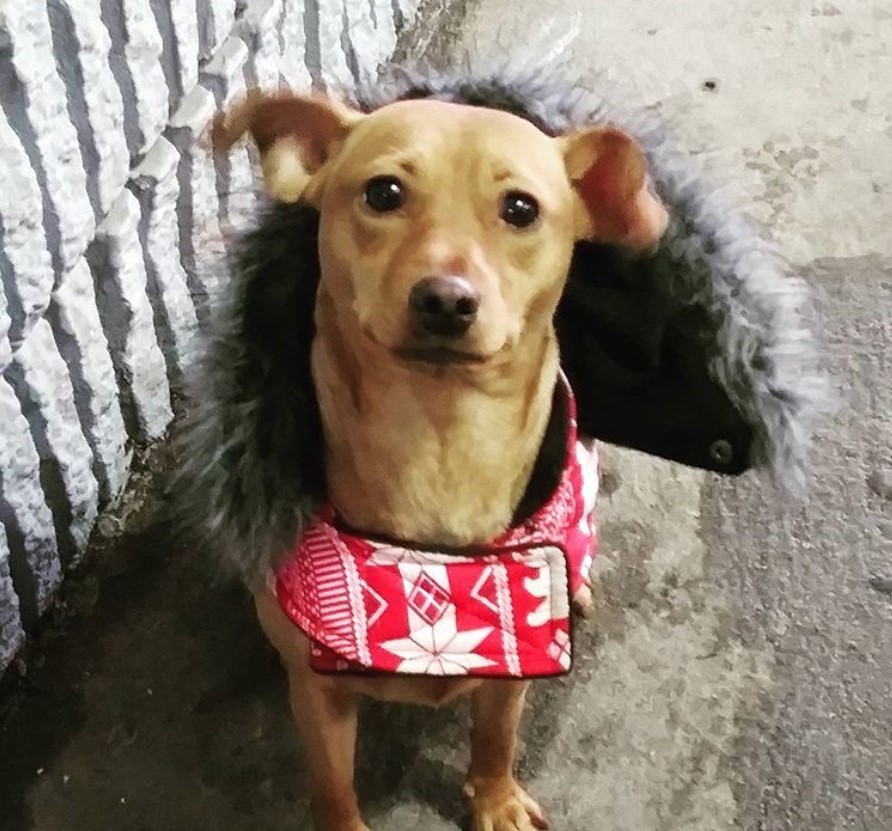 Jack Russell Terrier wearing a feathered cape around its neck while sitting on the ground