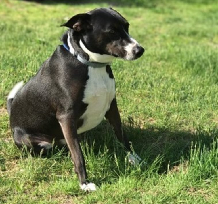 16 Labradors Mixed With Jack Russell Terrier The Paws