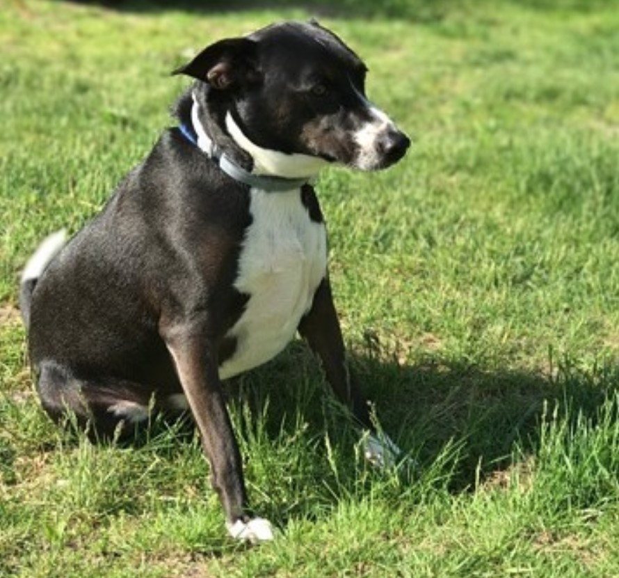 Jack Russell Terrier sitting on the green grass while under the sun