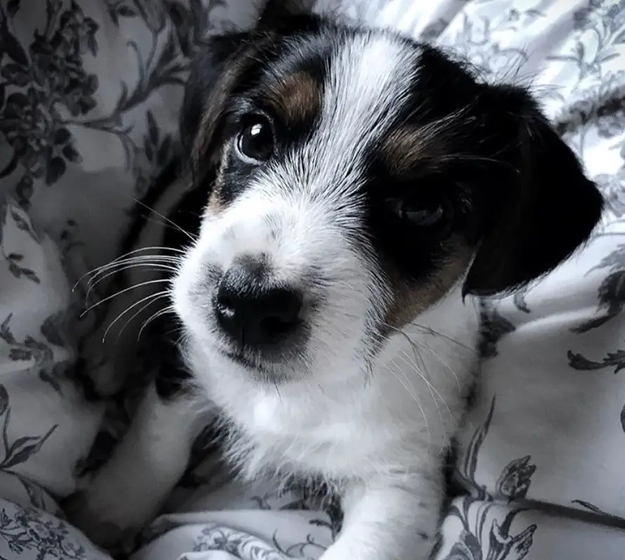 A Jack-A-Poo puppy sitting on the bed while staring with its begging eyes