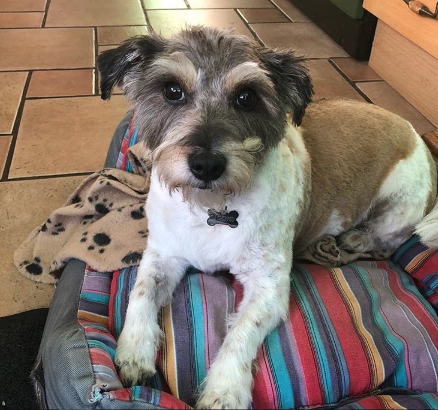 A Jackadoodle lying on top of its bed