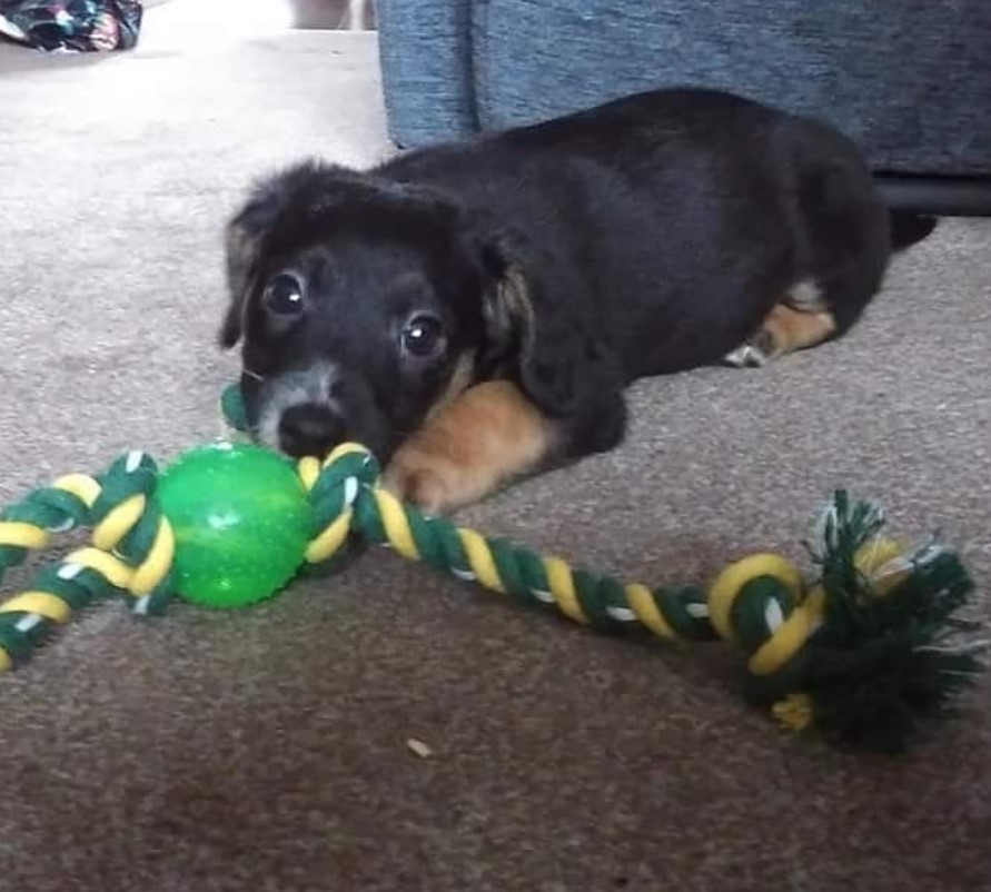 A Jackapoodle puppy lying on the floor with its toy