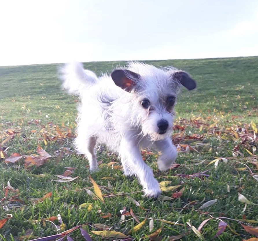 A Poojack running in the field