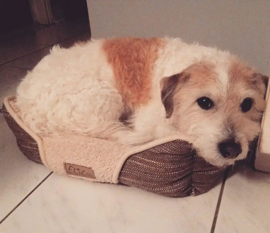 A Jackadoodle lying on top of a small bed on the floor