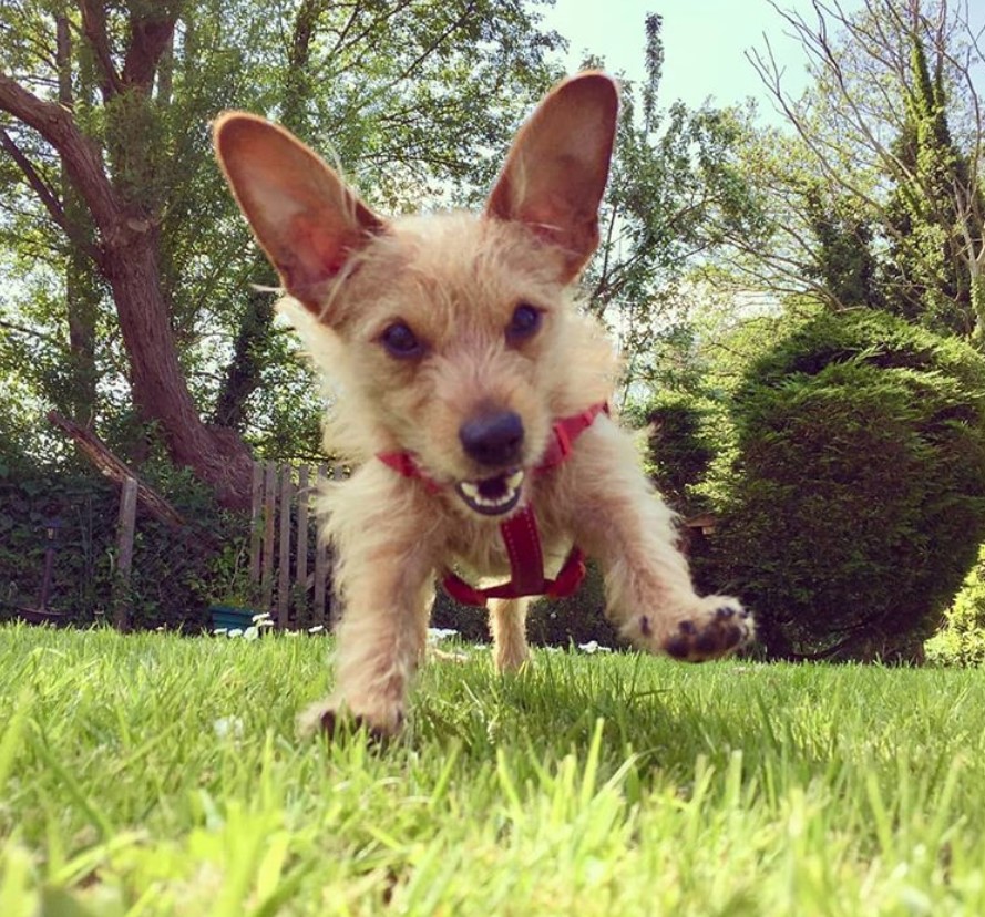 A Poo-Jack running in the yard