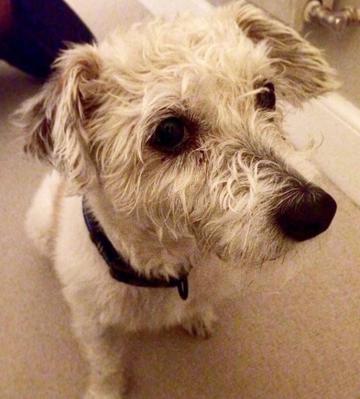 jack russell crossed with poodle