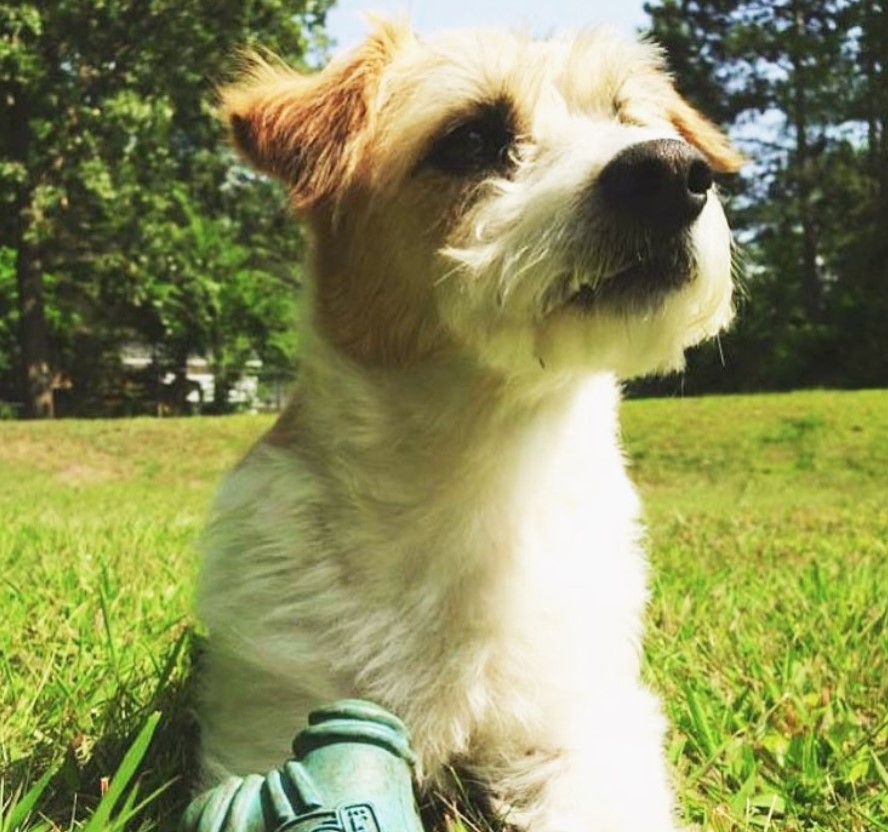 A Jackadoodle lying on the grass