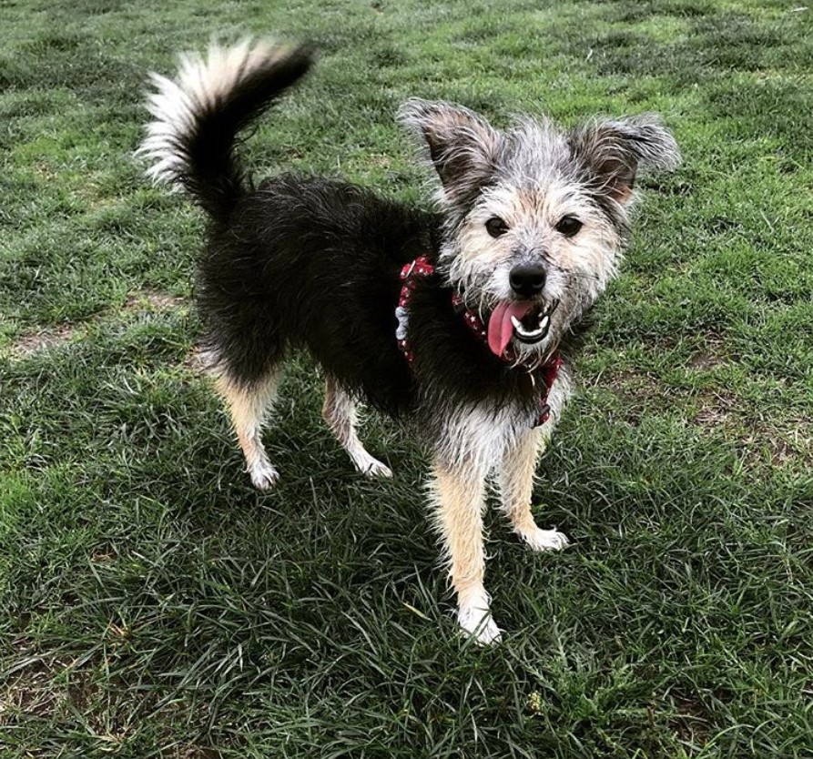 A Jackadoodle standing on the grass with its tongue out