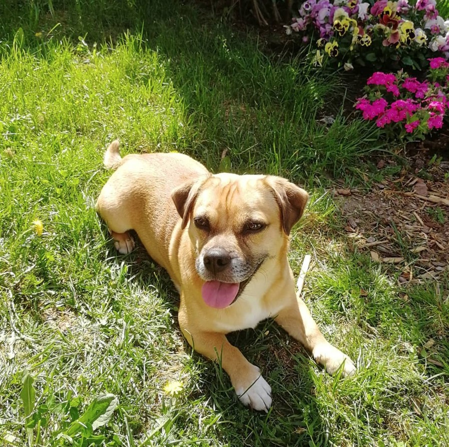 A Jug dog lying on the grass in the garden with its tongue out