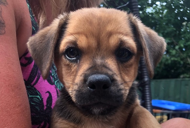 pug jack russell mix puppies