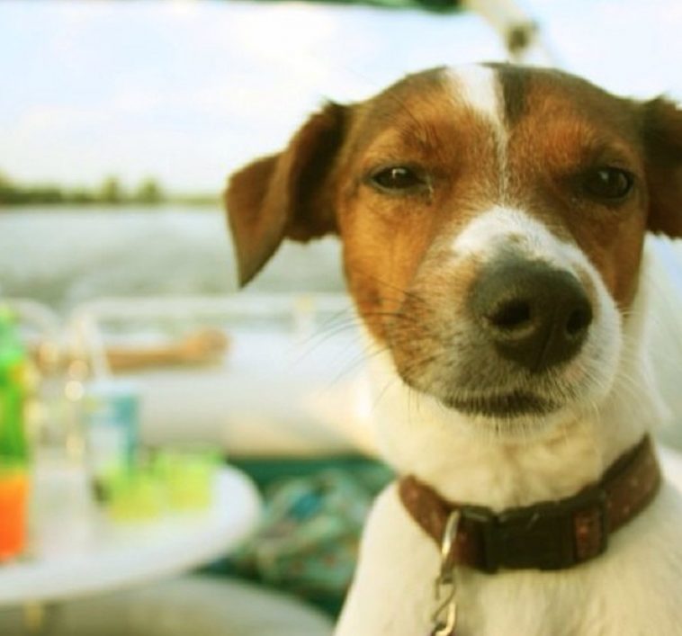 14 Rat Terriers Mixed With Jack Russell | Page 2 of 5 | The Paws