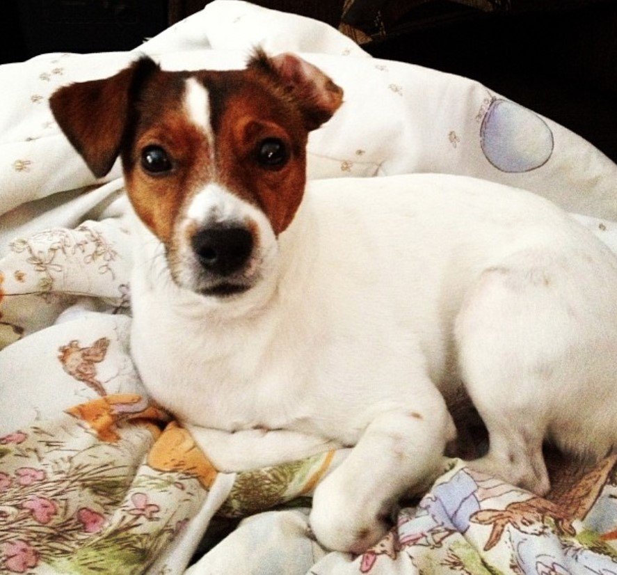A Jersey Terrier lying on the bed with its curious face