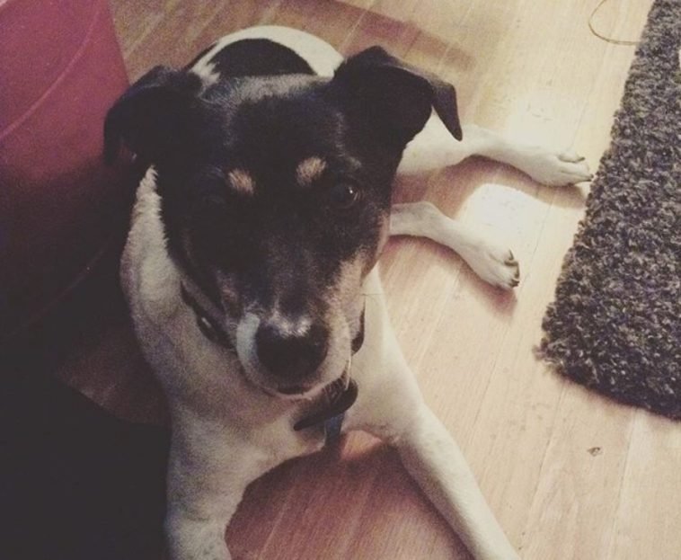 A Jersey Terrier lying on the floor while staring