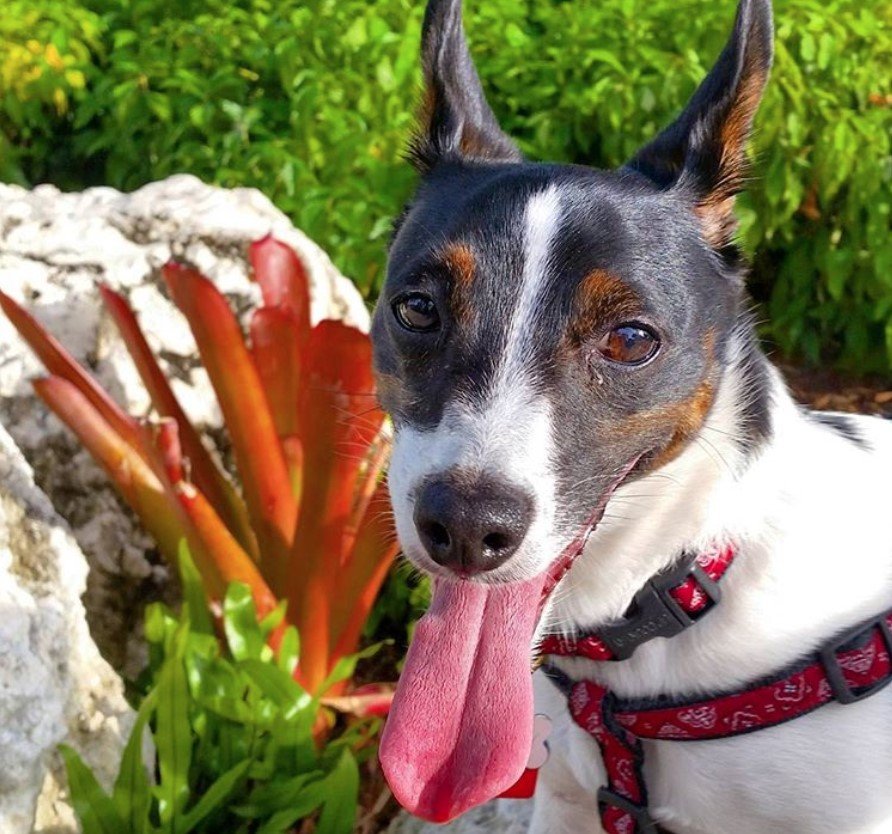 A Jersey Terrier standing in the garden with its tongue out