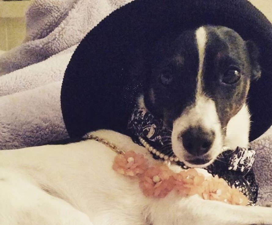 A Jersey Terrier lying on the bed
