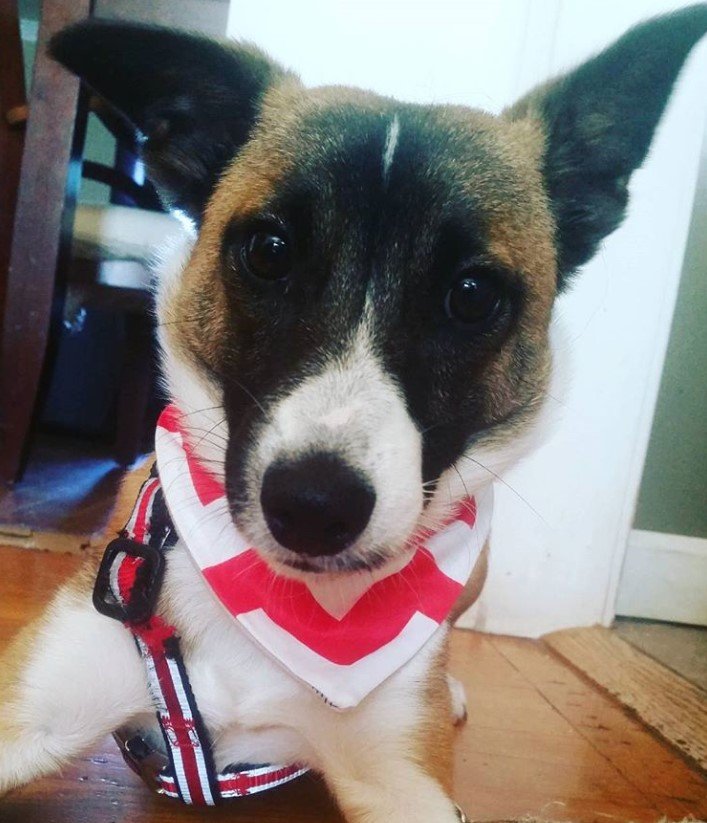 A Jersey Terrier lying on the floor while staring with its adorable eyes
