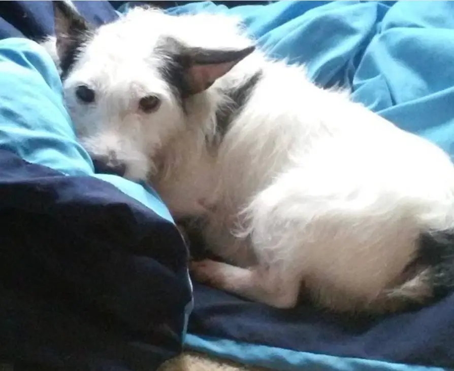 A Jersey Terrier lying on the bed