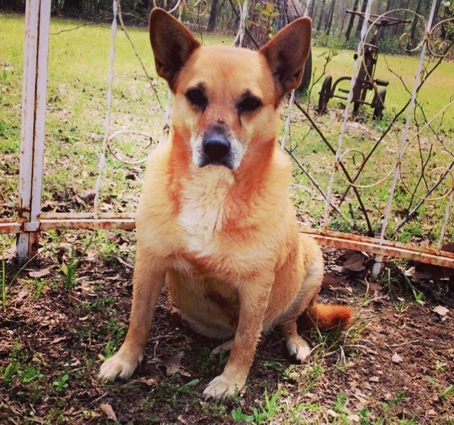 A Jersey Terrier sitting on the ground behind the fence