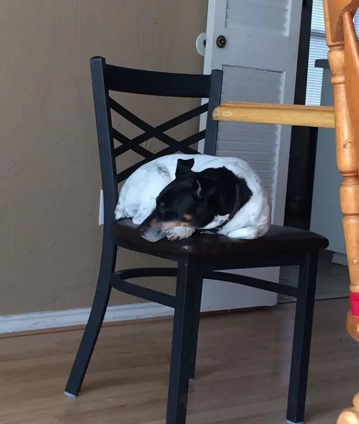 A Jersey Terrier sleeping on top of the chair