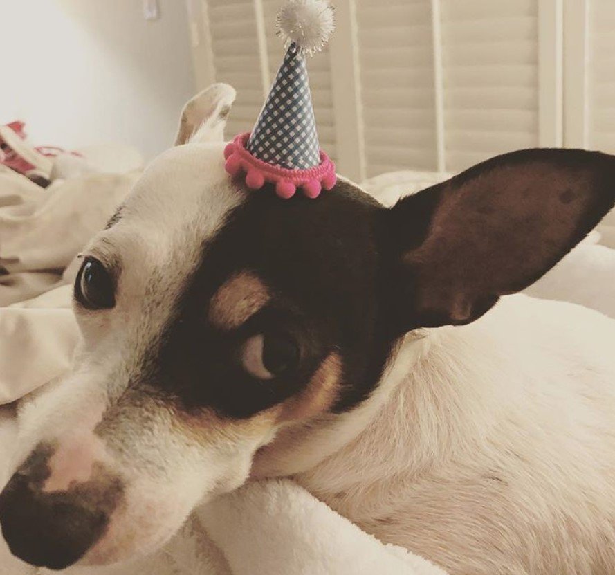 A Jersey Terrier wearing a cute cone hat while lying on the bed