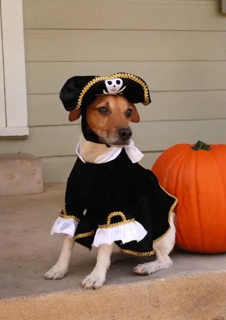 A Jack Russell in pirate costume sitting in the front porch