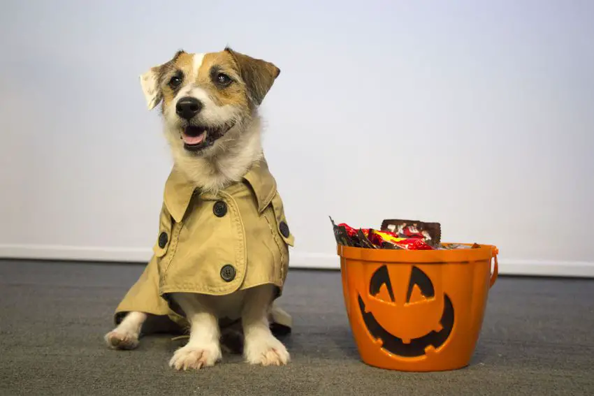 A Jack Russell in traveler costume while sitting on te floor next to a basket filled with candies