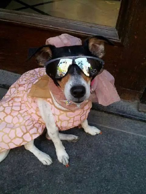 A jack russel in a dress and wearing sunglasses while sitting in the front porch