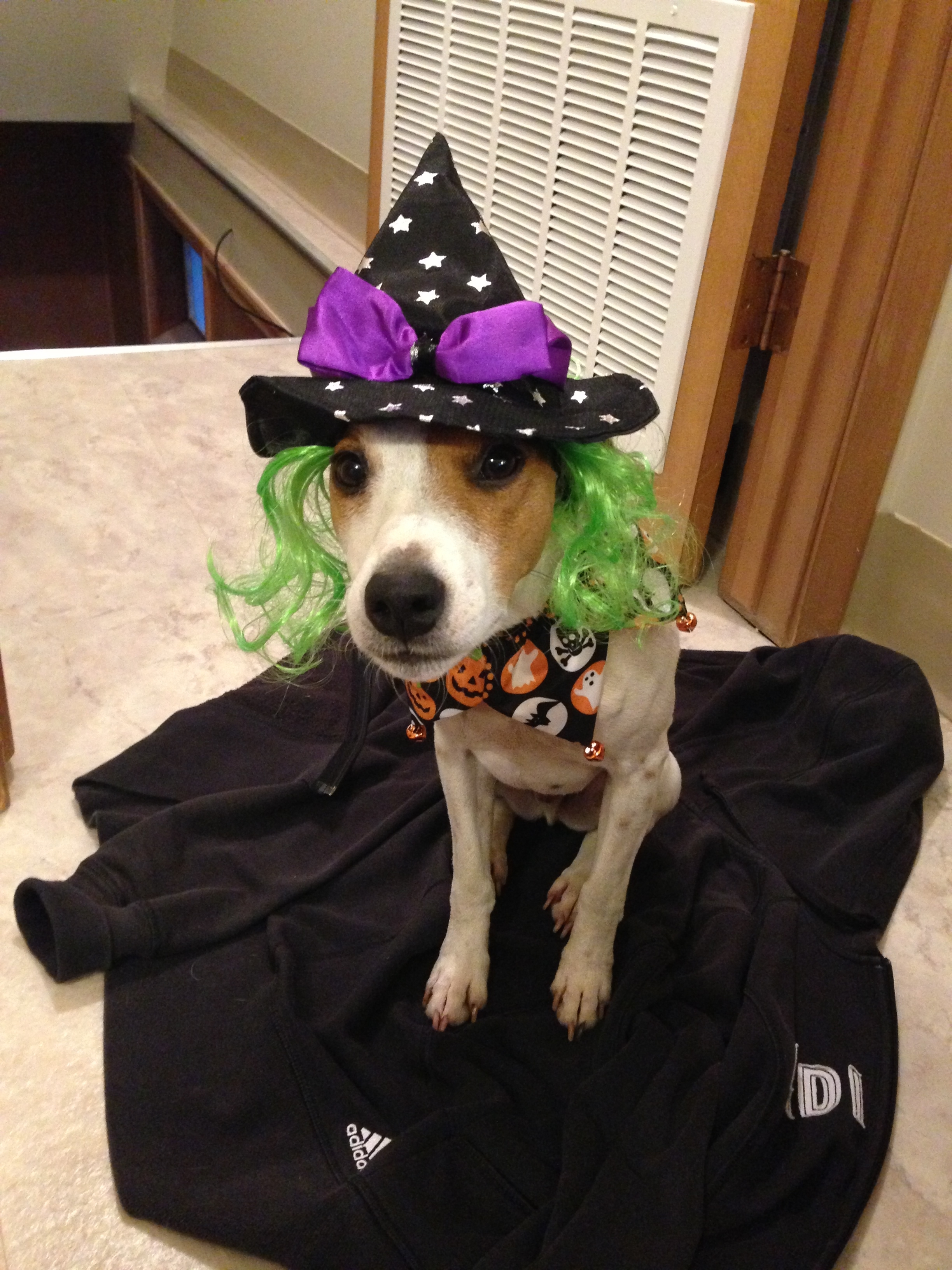 A jack russell terrier in witch costume while sitting on top of a jacket on the bed