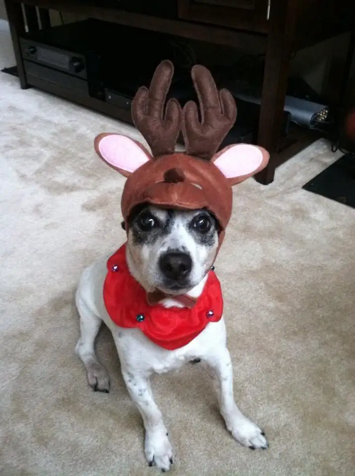 A jack russell terrier in deer costume