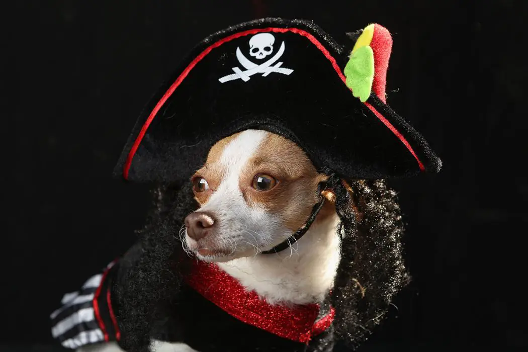 Jack Russell Terrier in pirate costume
