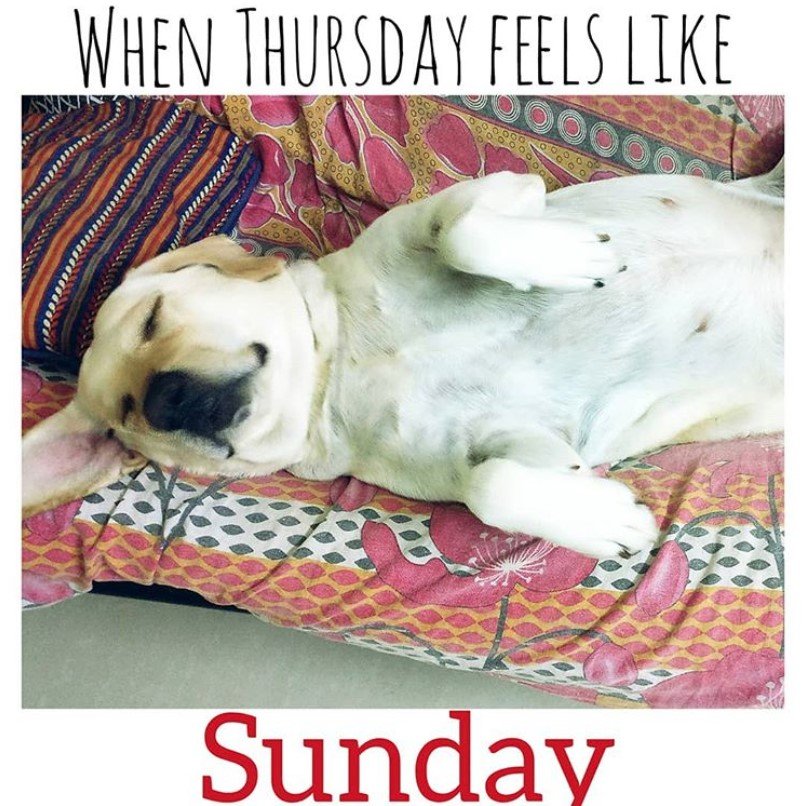 Labrador sleeping on the couch photo with a text