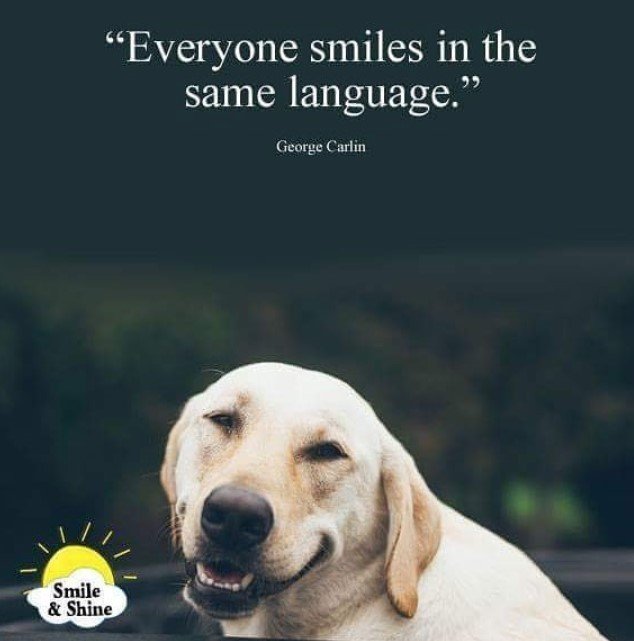 smiling Labrador photo with a quote