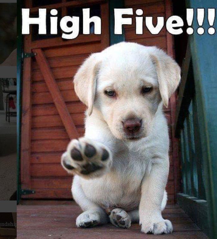Labrador puppy sitting on the wooden floor while raising its paws photo with a text